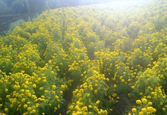 marigoldbef