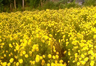 marigoldaft