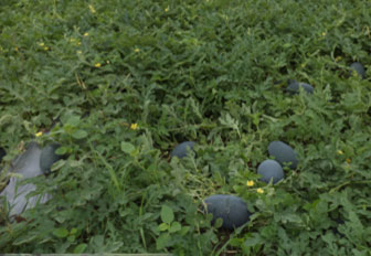waterMelonaft